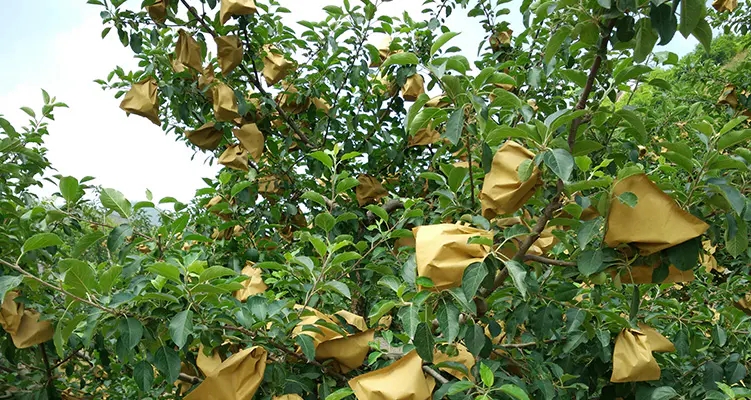 Sacchetto di protezione della frutta di carta